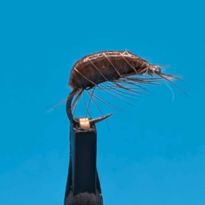 Gammare Slovène marron